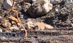 Bitlis'te Renkli Yılan Dikkat Çekti