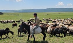 Besicilerin Sütey Yaylası’ndaki yaz mesaisi başladı