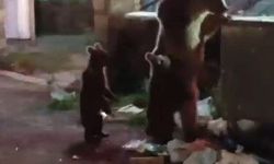 Kars'ta vatandaş ayılara türkü söyledi, o anlar viral oldu