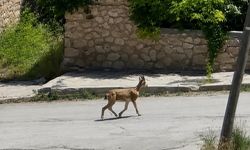 Erzincan'da dağ keçisi ilçe merkezine indi