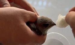 Sıcaktan bitkin düşen ebabil kuşuna vatandaşlardan can suyu
