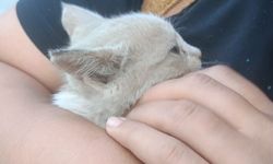 Tatvan’da araç motoruna sıkışan yavru kedi kurtarıldı
