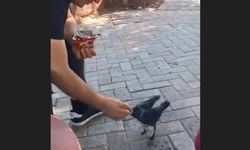 Elazığ'da karganın güveni dikkat çekti