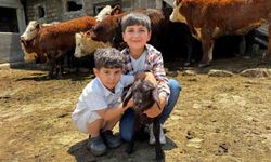 Ağrı'da damızlık desteğiyle kırmızı et üretimi artıyor