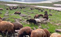 Ağrı'nın yaylalarında iki mevsim bir arada yaşanıyor