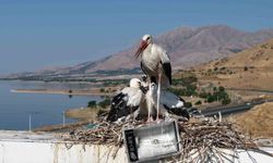 Anadolu'da leyleklerin göç hazırlığında sona yaklaşıldı