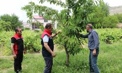 Bereketli sezon Erzincanlı kiraz üreticisini sevindirdi