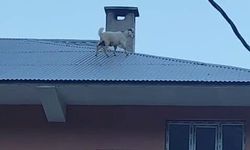 Çatıda gezen keçiler görenleri hayrete düşürdü