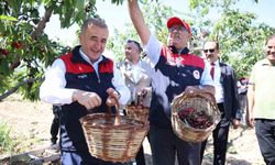 Elazığ'da 7 bin dekar alanda kiraz hasadı sürüyor