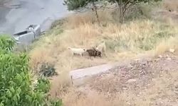 Elazığ'da başıboş köpek dehşeti: 2 keçi telef