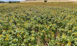 Erzincan'da sarıya bürünen ayçiçeği tarlaları görsel şölen sunuyor