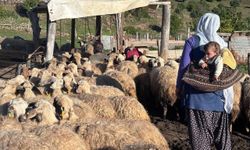 Erzincan'ın coğrafi işaretli lezzeti yaylalarda hayat buluyor
