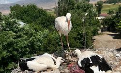 Güroymak'ta yaralı leylek ailesine şefkat eli uzandı