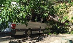 Hakkari'de ağaç devrildi, park halindeki araç zarar gördü