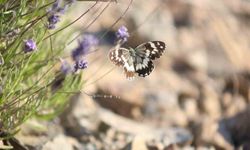 Harput'ta lavanta üzerindeki kelebekler görsel şölen sundu