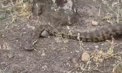 Iğdır'da yerleşim alanına giren koca engerek doğaya bırakıldı