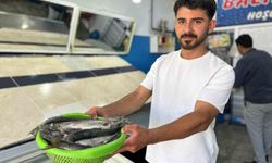 İnci kefali tezgâhlarda satışa sunuldu