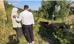 İneğini kaybeden Ayni teyzeye umut olan yardım eli
