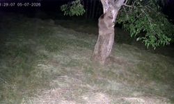 İspir'de yaban hayvanları bahçeleri mesken tuttu