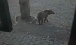 Kars'ta boz ayıyla vatandaşın diyaloğu gülümsetti