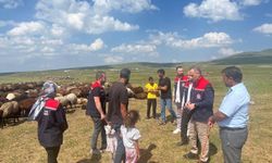 Kars'ta yaylalarda hayvancılık denetimleri sürüyor