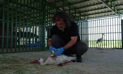 Koruma altındaki öksüz yavrular doğaya bırakıldı
