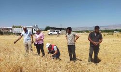 Malatya'da nohut üretiminde 500 ton beklentisi