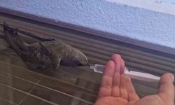 Sıcaktan baygın düşen ebabil kuşuna duyarlı müdahale