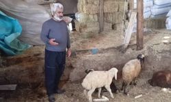 Sürüye kurt saldırdı: 14 koyun telef, 30'u kayıp