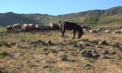 Tunceli’de hayvan başına yaklaşık 30 TL'ye yayla imkânı