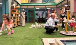 Van kedilerine yaz tatilinde ziyaretçi akını