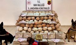 Van'da 333 kilo skunk yakalandı