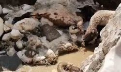 Yüksekova'da kar faciası: 25 hayvan telef oldu
