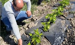 Yüksekova'da sera ve bahçelerde denetim gerçekleştirildi