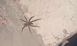 Elazığ'da zehirli sarıkız örümceği görüntülendi