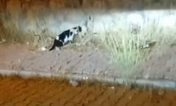 Elazığ'da kedi ile yılanın mücadelesi görüntülendi