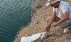 Balık beklerken martı yakaladı