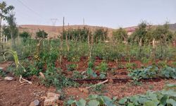 Tatvan'da yağışlar tarımsal üretime bereket getirdi