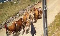 Ağrı'da hayvan hırsızlığı olayında 15 büyükbaş bulundu