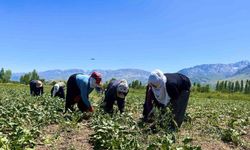Alın teri 40 derecede toprakla buluşuyor