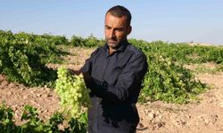 Anadolu'nun unutulan lezzeti 'Tahannebi' üzümü yeniden değer kazanıyor