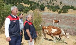 Elazığ' Kırsalda Bereket, Hayvancılığa Destek Projesi devam ediyor