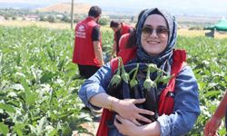 Gönüllü gençler patlıcan hasadında çiftçileri yalnız bırakmadı