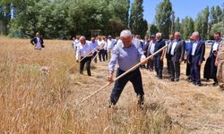 Harman Şenliği'nde Binali Yıldırım'dan tırpanlı hasat