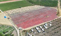 Hasat başladı: Malatya domatesi yurt dışına gidiyor