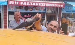 Hasta kargaya yardım etti: O günden beri her gün kasap dükkânına geliyor