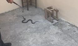 Kars'ta evin bahçesine giren yılan paniğe neden oldu