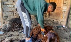 Kavurucu sıcaklar küçükbaş hayvanlarda kırkım sezonunu hızlandırdı