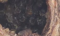 Kayısı ağacındaki oyuk, bal arılarının yuvası haline geldi