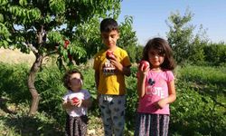 Kayısıya Santa Maria armudu ve nektarin rakip oldu